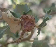 Heteroecus pacificus