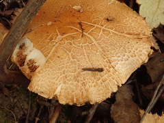 Cortinarius triumphans