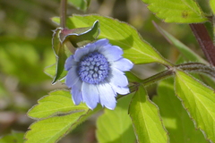 Eryngium carlinae