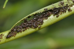 Brachycaudus tragopogonis