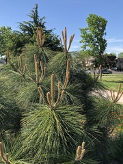 Pinus ponderosa