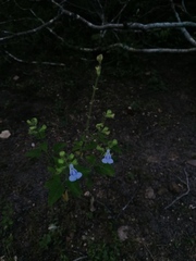 Salvia herbacea