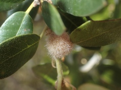 Disholandricus lasius