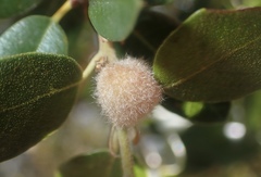 Disholandricus lasius