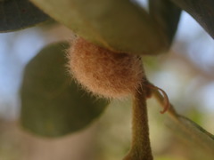 Disholandricus lasius