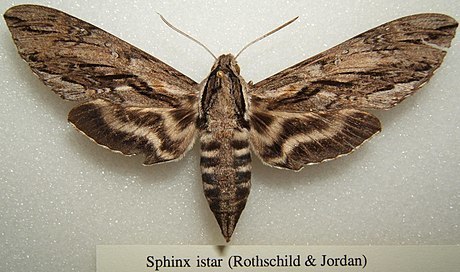Istar Sphinx
