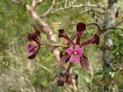 Encyclia atrorubens