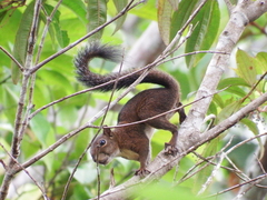 Sciurus pucheranii