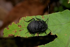 Catara rugosicollis