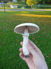 Agaricus arvensis