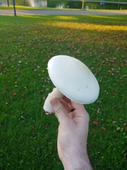 Agaricus arvensis