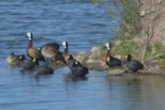Fulica leucoptera