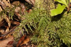 Abrodictyum caudatum