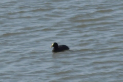 Fulica armillata