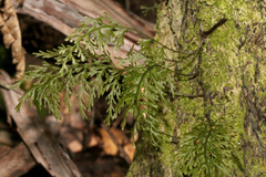 Abrodictyum caudatum