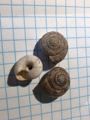 Oreohelix strigosa depressa
