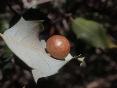 Andricus coquilletti