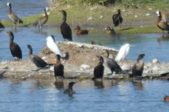 Egretta thula