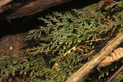 Abrodictyum caudatum