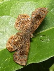 Calephelis braziliensis