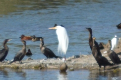 Ardea alba