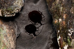 Mormolyce phyllodes