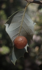 Andricus coquilletti