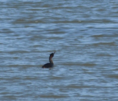 Podiceps major