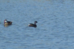 Podilymbus podiceps