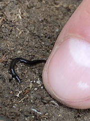 Endeavouria septemlineata