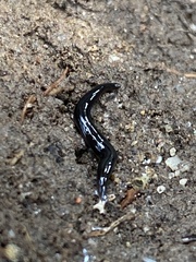 Endeavouria septemlineata
