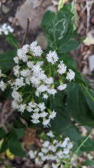 Asphondylia eupatorii