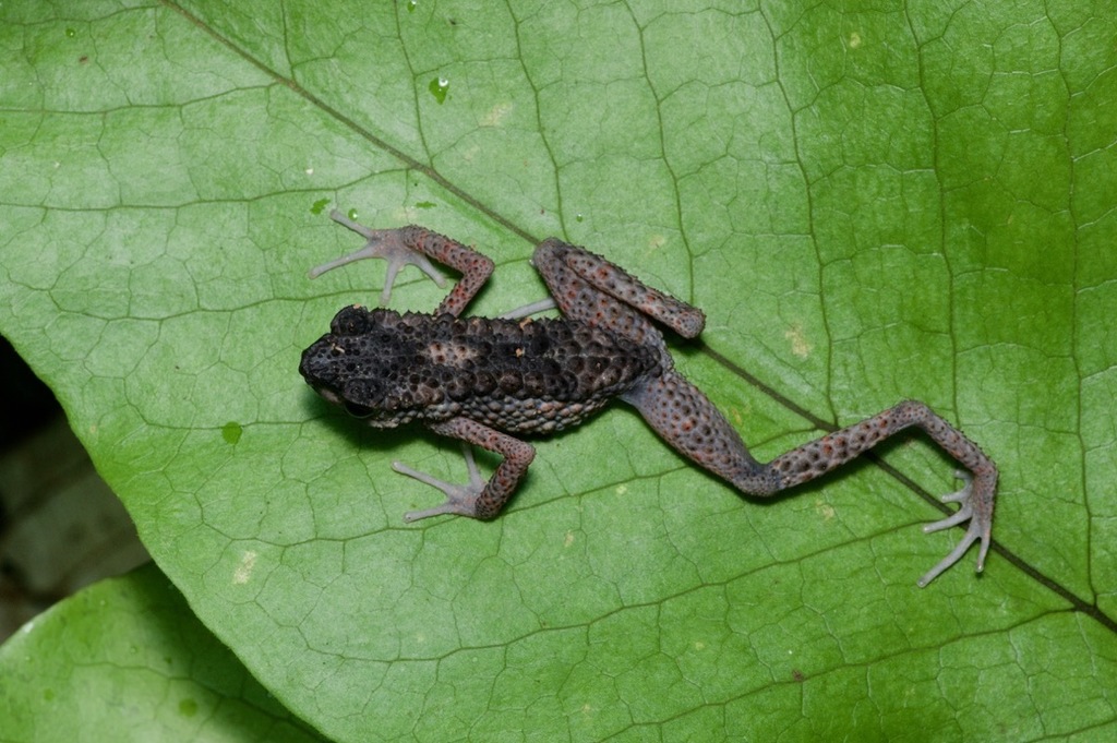 Kina Balu Stream Toad
