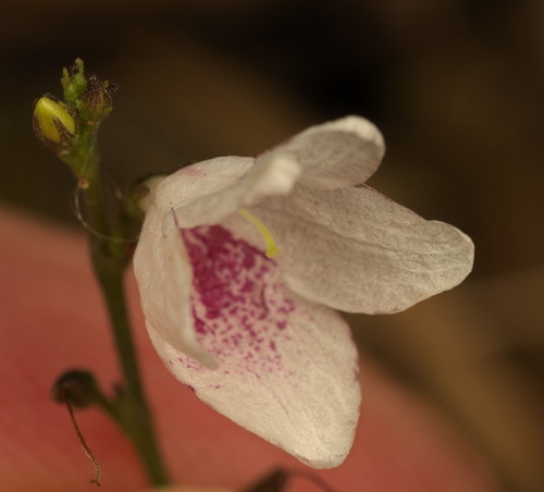 Codonacanthus pauciflorus iNat (3)