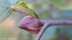 Dasineura serrulatae