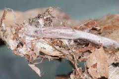 Ageletha hemiteles