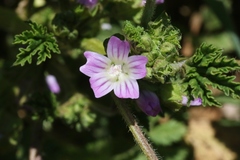 Malva nicaeensis