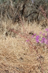 Chenopodium fremontii