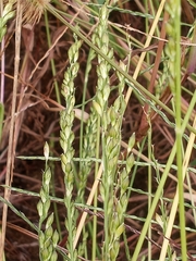 Urochloa texana