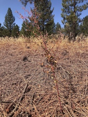 Chenopodium fremontii
