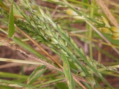 Urochloa texana