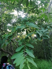Annona squamosa