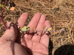 Chenopodium fremontii