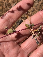 Chenopodium fremontii