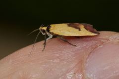 Ageletha hemiteles