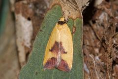 Ageletha hemiteles