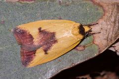 Ageletha hemiteles