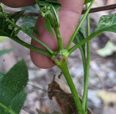 Asphondylia eupatorii