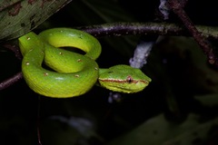 Tropidolaemus subannulatus