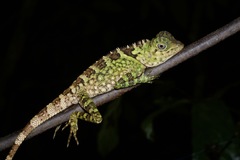 Gonocephalus liogaster